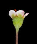 Coastal sand spurge